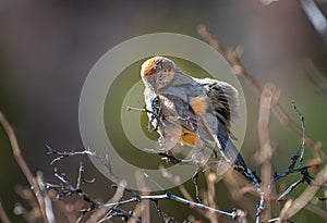 Canyon Towhee Caught in the Act of Preening photo