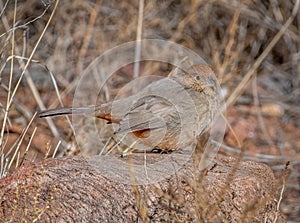 Canyon Towhee in a Colorado Canyon photo