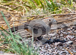 A Canyon Towhee Drinking at a New Mexico Desert Seep photo