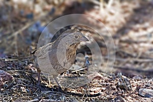 Canyon Towhee, Melozone fusca, close up view photo