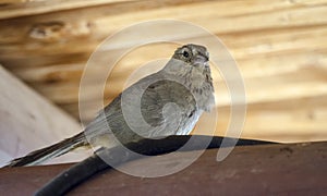 Canyon Towhee bird, Colossal Cave Mountain Park, Arizona photo