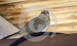 Canyon Towhee bird, Colossal Cave Mountain Park, Arizona