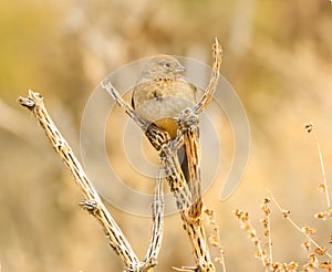 Canyon towhee perched in tree photo