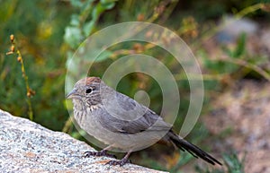 A Canyon Towhee resting on a rocky perch photo