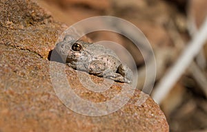 Canyon Tree frog