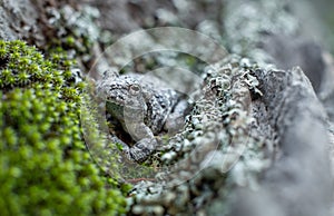 Canyon treefrog from Madera Canyon, Arizona