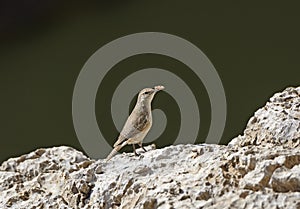 Canyon Wren Proud of the Button He Found