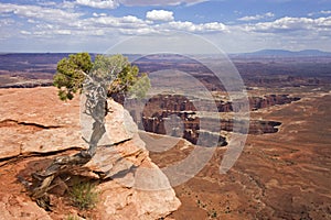 Canyonland National Park, lonely tree