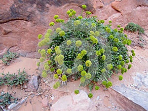 Canyonlands biscuitroot or Lomatium latilobum at Arches National Park, Utah