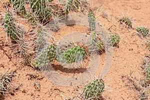 Canyonlands - Close up view on Prickly Pear Cactus near Mesa Arch, Moab, Canyonlands National Park, Utah, USA.