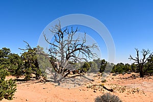 Canyonlands National Park, Utah