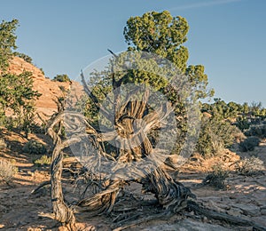 Canyonlands National Park, Utah juniper