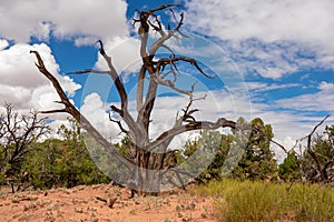 Canyonlands - Old dry juniper tree growing in barren landscape of Canyonlands National Park near Moab, Southern Utah, USA