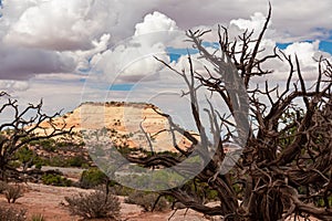 Viejo enebro un árbol escénico de blanco arenisca cima azteca, Estados Unidos de América 