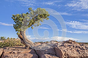 Canyonlands Tree