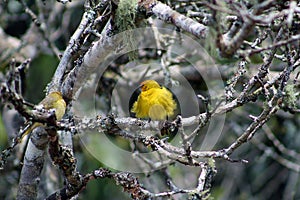 CanÃ¡rio Amarelo.