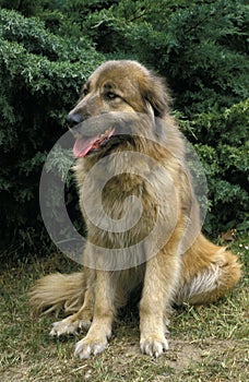 Cao Da Serra Da Estrela, Portugese Mountain Dog