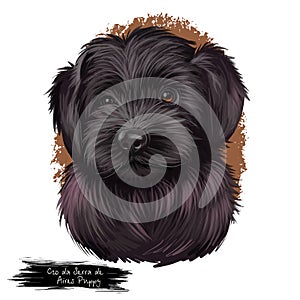 Cao da serra de aires dog breed digital art illustration