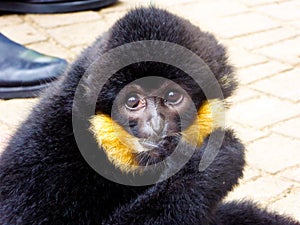 Cao-vit Crested Gibbon biting finger