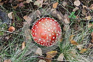 Cap of the amanita muscaria.  Poisonous mushroom beautiful but dangerous. Red cap with white spots