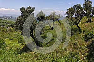 Cap Camarat, landscape with old trees, Southern Europe