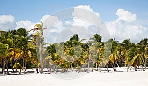 Cap cana beach scape photo