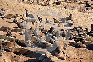 Cap Cross, seals breeding colony
