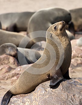 Cap Fur Seals - Namibia