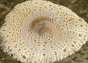 Cap from the Macrolepiota Procera mushroom, also known as Parasol Mushroom.