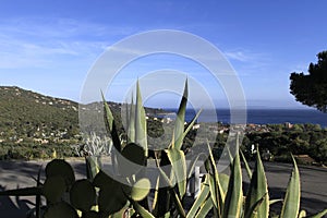 Cap negre, Le Lavandou, french riviera photo