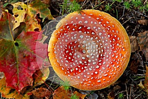 The cap of the red fly agaric seen from above