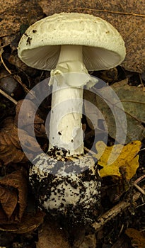 A full view of the famously toxic Death Cap mushroom. photo
