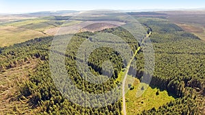 Capanagh Moss Bog Furr Forest woods in Ireland