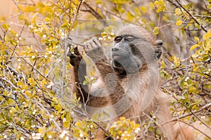 A Cape Baboon Papio Ursinus in the Kruger National Park, South Africa