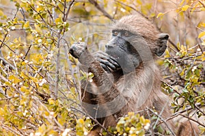 A Cape Baboon Papio Ursinus picks at leaves in the Kruger National Park, South Africa