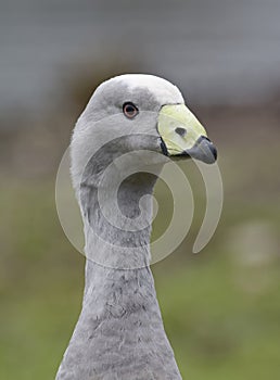Cape Barren or Cereopsis Goose photo
