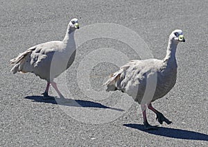 Cape Barren Geese roam casually through the rugged terrain of Phillip Island