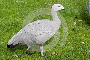 Cape Barren Goose photo