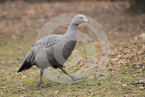 Cape barren goose photo