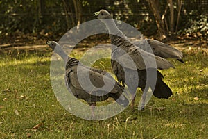 Cape Barren goose (Cereopsis novaehollandiae).