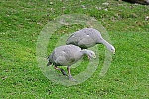 Cape Barren Goose, cereopsis novaehollandiae, Adults photo