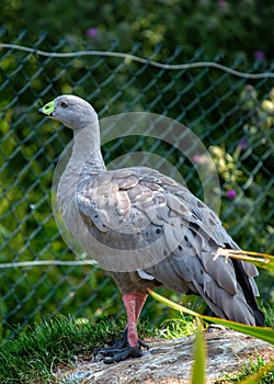 Cape Barren Goose (Cereopsis novaehollandiae) in Australia photo