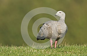 Cape Barren Goose (Cereopsis novaehollandiae) photo