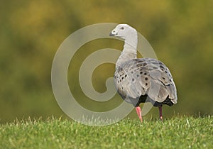 Cape Barren Goose (Cereopsis novaehollandiae) photo