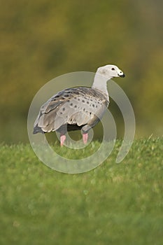 Cape Barren Goose (Cereopsis novaehollandiae) photo