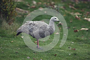 Cape barren goose, Cereopsis novaehollandiae photo