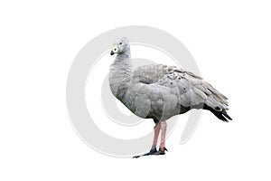 Cape barren goose, Cereopsis novaehollandiae photo