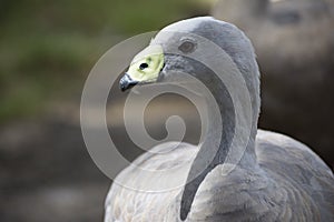 Cape Barren Goose Cereopsis Novaehollandiae - Head Only photo