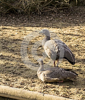 Cape Barren Goose (Cereopsis novaehollandiae) photo