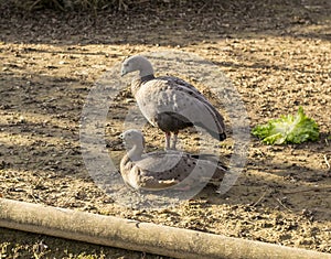 Cape Barren Goose (Cereopsis novaehollandiae) photo